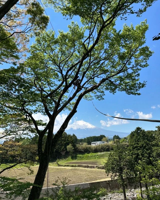 ギャラリー – 株式会社 ニシ・グリーンワークス｜裾野市 高木や難所木